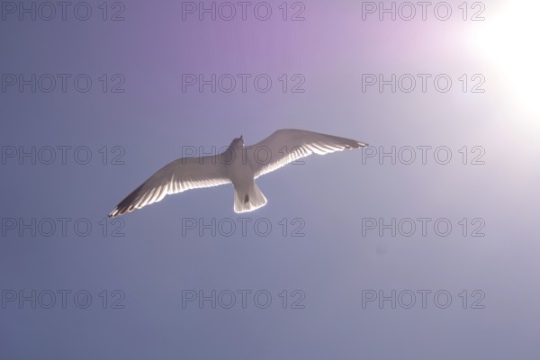 Flying mantled seagull, Larus marinus, spread wings, blue sky, Bakka, Sogn og Fjordane, Norway,