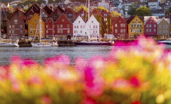 Colourful row of houses in the harbour of the city of Bergen, sailing ships, Hordaland, Norway,