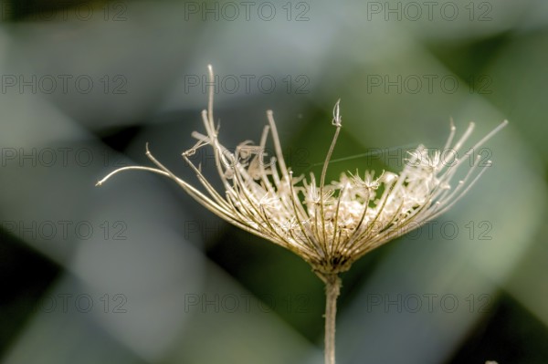 Sardinia, carrot plant, Arzachena, Europe, Province of Sassari, Italy, agriculture, farming,