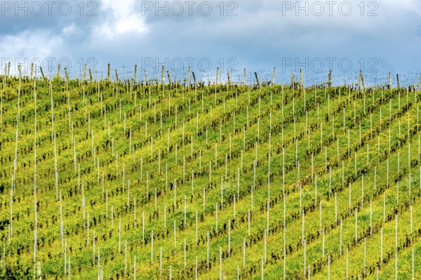 Sardinia, Azienda Vitivinicola, Winery and vineyards, Coddu Vecchiu, Arzachena, Europe, Province of