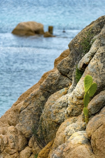 Sardinia, rocky coastal landscape and sea, prickly pear cactus (opuntia ficus-indica), Porto Cervo,