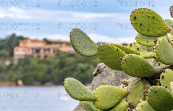 Sardinia, cactus plant prickly pear (opuntia ficus-indica), worth seeing harbour town Porto Cervo,