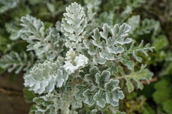 Sardinia, silver ragwort (jacobaea maritima), also silver ragwort, flower plant, Arzachena, Europe,