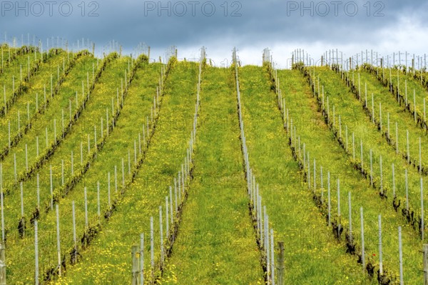 Sardinia, Azienda Vitivinicola, Winery and vineyards, Sky and clouds, Coddu Vecchiu, Arzachena,