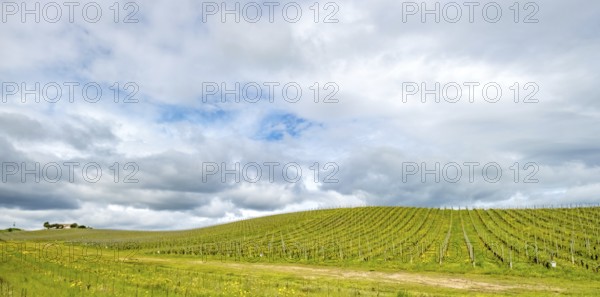 Sardinia, Azienda Vitivinicola, winery and vineyards, sky and clouds, Coddu Vecchiu, Arzachena,