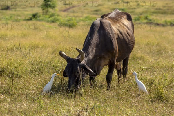 Cattle with cattle egrets Valle de los Ingenios, Trinidad, Cuba, Sancti Spíritus, Cuba, Sancti