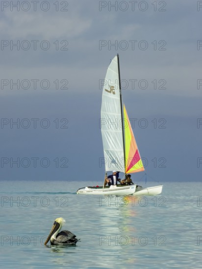 Sailing boat with pelican at the harbour of the hotel PARADISUS VARADERO RESORT SPA, Varadero,