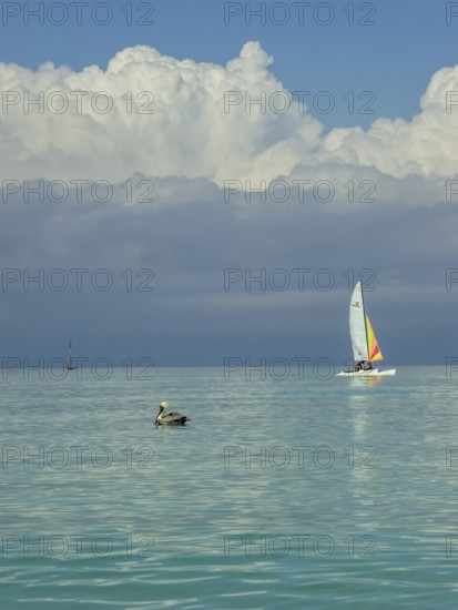 Sailing boat with pelican at the harbour of the hotel PARADISUS VARADERO RESORT SPA, Varadero,