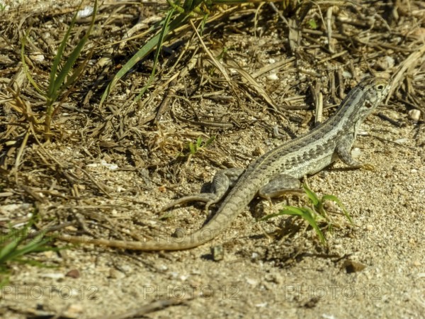Lizard, Varadero, Cuba, Matanzas, Cuba, Central America