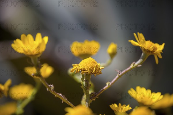 Yellow flowers, Cabo da Roca, westernmost point of the continent of Europe, Lisbon coast, São João