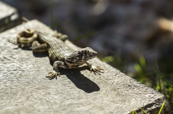 Lizard, Hotel PARADISUS VARADERO RESORT SPA Varadero, Cuba, Matanzas, Cuba, Central America,