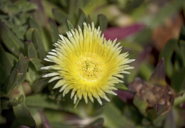 Edible noonday flower, also known as yellow noonday flower, horse fig, Hottentot fig or witch's