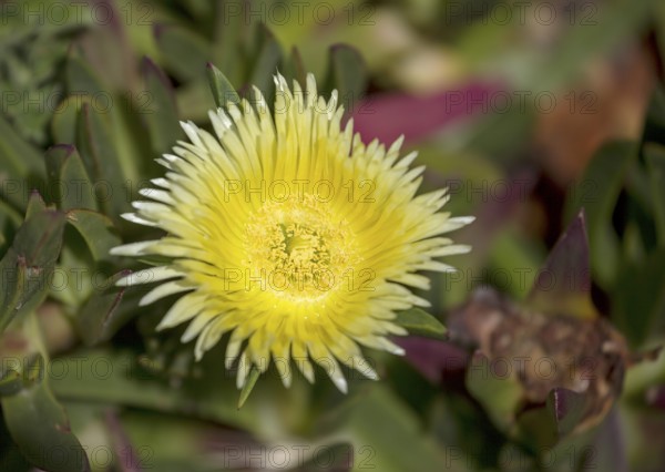 Edible noonday flower, also known as yellow noonday flower, horse fig, Hottentot fig or witch's