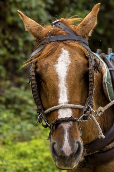 Cuban horse, horse head, Valle de los Ingenios, Trinidad, Cuba, Sancti Spíritus, Cuba, Sancti