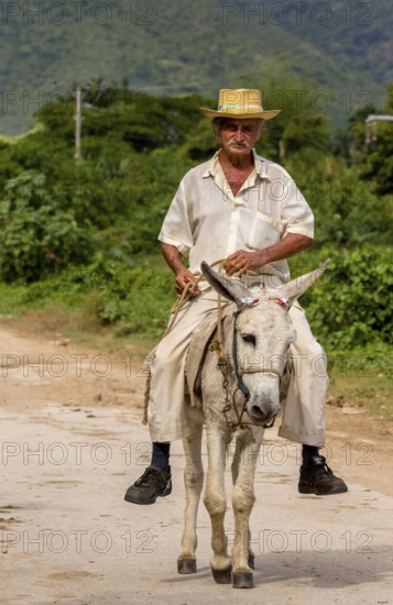 Old Cuban bear on a donkey mule with hat in Valle de los Ingenios, Trinidad, Cuba, Sancti Spíritus,