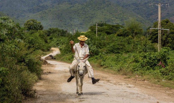 Old Cuban bear on a donkey mule with hat in Valle de los Ingenios, Trinidad, Cuba, Sancti Spíritus,