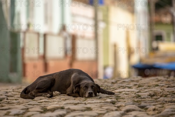 Street scene with sleeping brown dog in the old town of Trinidad, Trinidad, Cuba, Sancti Spíritus,