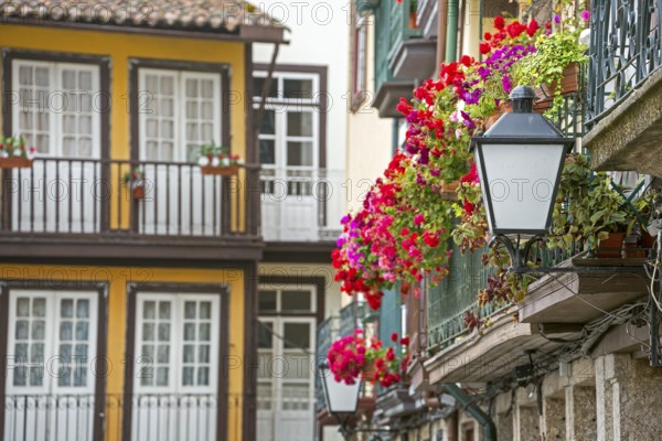 Hanging baskets on the balconies of the old town in Guimaraes, Guimaraes, Braga district, Portugal,