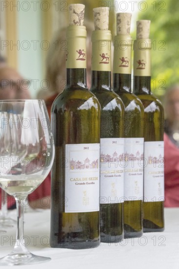 Wine tasting with the estate owner Jose, Casa de Sezim, Grande Escolha winery in the Minho region,