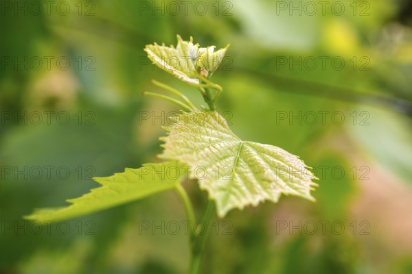 Vine, grapevine (Vitis vinifera), vines and vine leaves of Mateus red wine, Casa de Mateus, palace