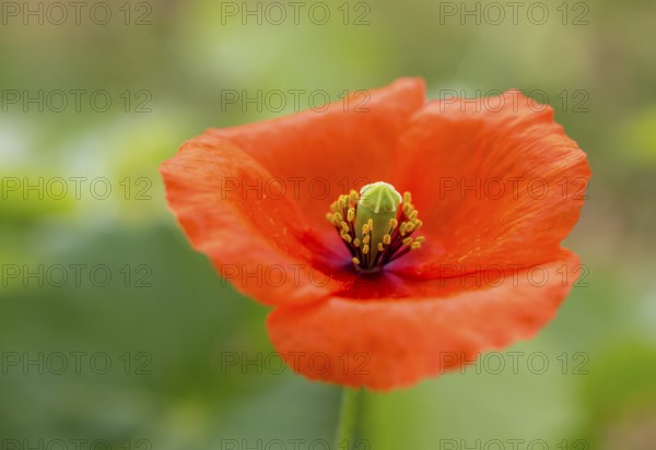 Vine, grapevine (Vitis vinifera), poppy blossom (Papaver rhoeas), vines and vine leaves of Mateus