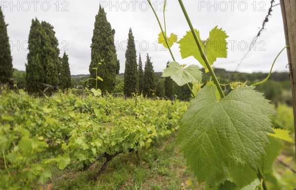 Vine, grapevine (Vitis vinifera), vines and vine leaves of Mateus red wine, Casa de Mateus, palace