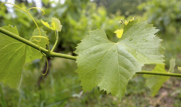 Vine, grapevine (Vitis vinifera), vines and vine leaves of Mateus red wine, Casa de Mateus, palace