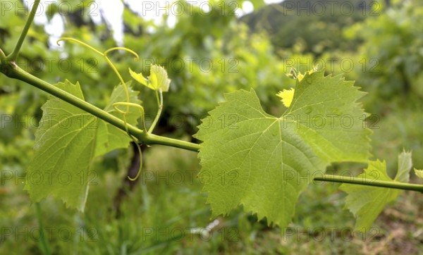 Vine, grapevine (Vitis vinifera), vines and vine leaves of Mateus red wine, Casa de Mateus, palace