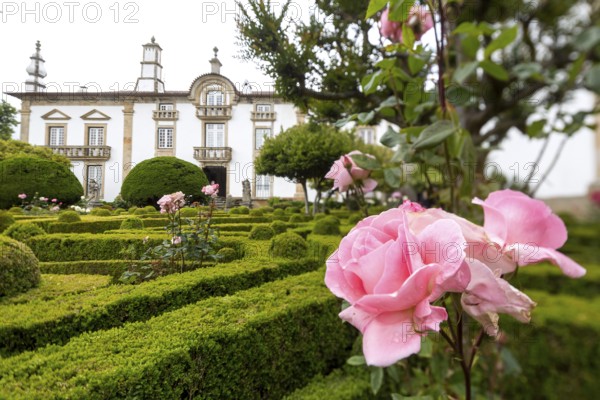 Spacious gardens of the palace, pink rose blossom, Casa de Mateus, palace with large gardens, Vila