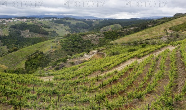 Vineyards in the middle Douro valley, Port wine growing area, Vila Real, Vila Real district,