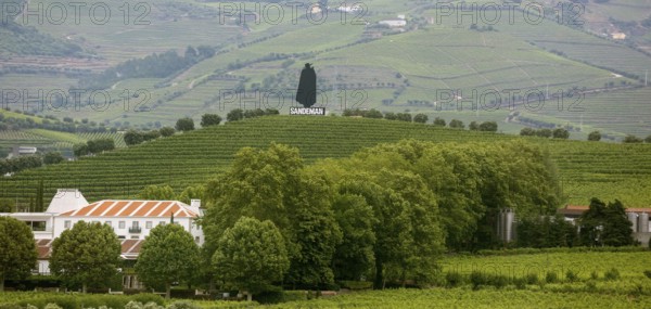 Company symbol of the Sandman port winery in the vineyards, vineyards in the middle Douro valley,