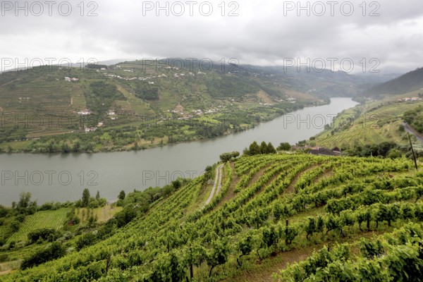 Wine-growing region middle Douro, river, Douro valley, vineyards, Santa Cristina, district Vila
