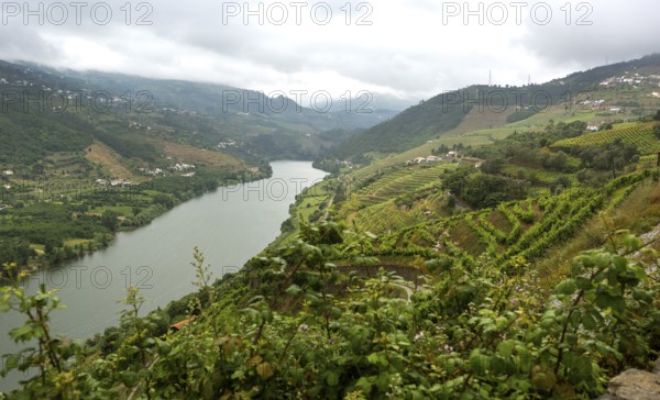 Wine-growing region middle Douro, river, Douro valley, vineyards, Santa Cristina, district Vila