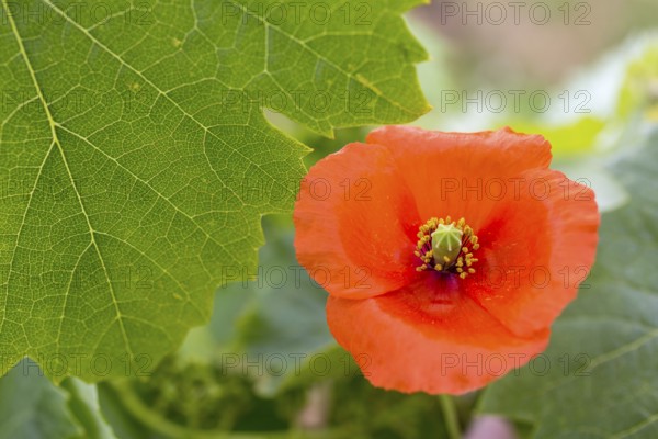 Vine, grapevine (Vitis vinifera), poppy blossom (Papaver rhoeas), vines and vine leaves of Mateus