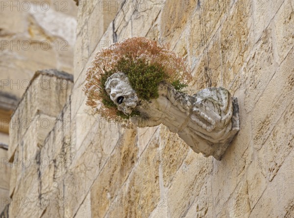 Gargoyle, Rain spout on the church facade Old Cathedral (Sé Velha), Old Town of Coimbra, Coimbra,