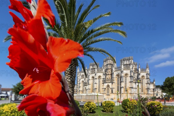 Hibiscus blossom, Hibiscus, Mallow (Hibiscus), Monastery of Santa Maria da VitÃüria, UNESCO World