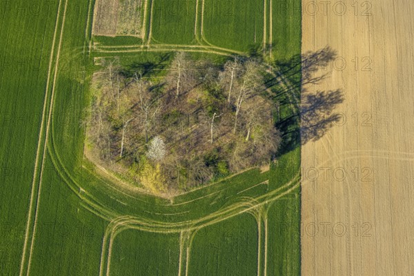 Aerial view, forest in a meadow, trees with shadows, shapes and colours, Borker Straße, Cappenberg,