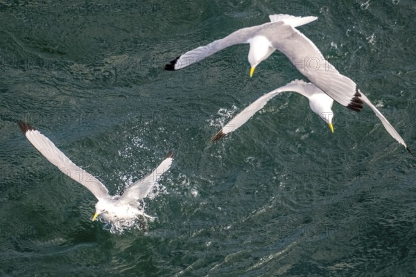 Seagulls in flight while fishing in the harbour, Vardø, Finnmark, Norway, Scandinavia, Europe,