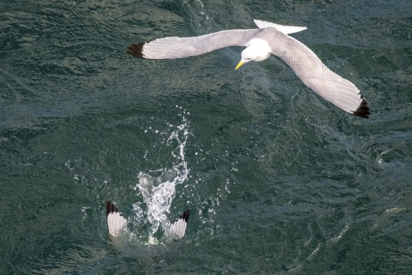 Seagulls in flight while fishing in the harbour, Vardø, Finnmark, Norway, Scandinavia, Europe,