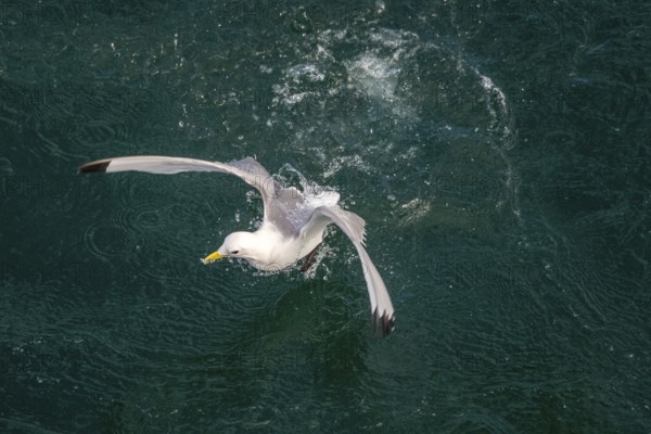 Seagulls in flight while fishing in the harbour, Vardø, Finnmark, Norway, Scandinavia, Europe,