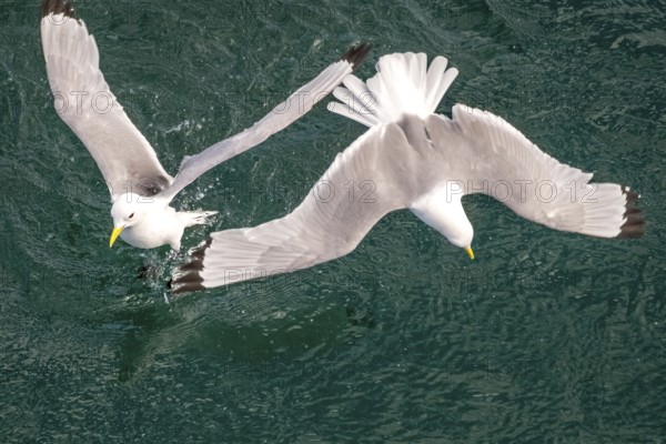 Seagulls in flight while fishing in the harbour, Vardø, Finnmark, Norway, Scandinavia, Europe,