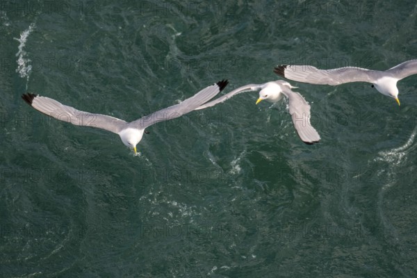 Seagulls in flight while fishing in the harbour, Vardø, Finnmark, Norway, Scandinavia, Europe,