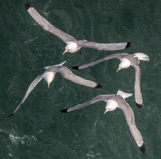Seagulls in flight while fishing in the harbour, Vardø, Finnmark, Norway, Scandinavia, Europe,