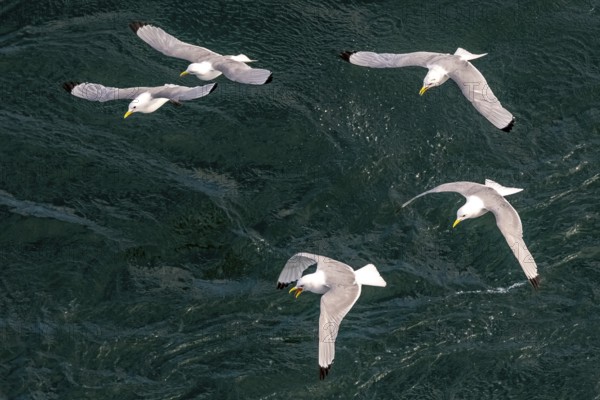 Seagulls in flight while fishing in the harbour, Vardø, Finnmark, Norway, Scandinavia, Europe,