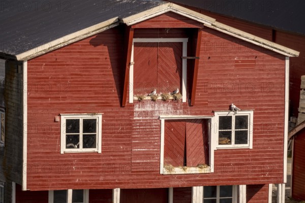 Bird's nests on the red Norwegian house in the harbour, view of Vardø, Finnmark, Norway,