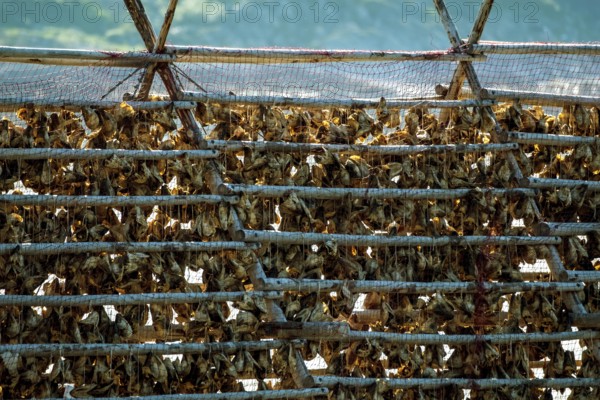 Stockfish drying on wooden rack, Kjøllefjord, Finnmark, Norway, Scandinavia, Europe, adventure