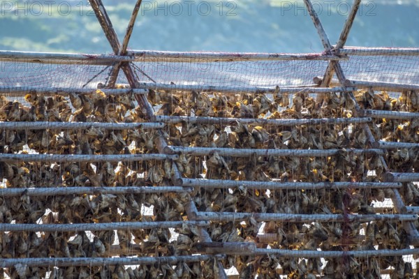 Stockfish drying on wooden rack, Kjøllefjord, Finnmark, Norway, Scandinavia, Europe, adventure