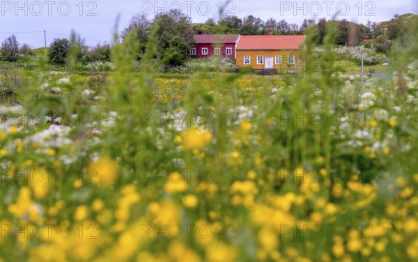 Lofotmuseet, Lofoten Museum, flower meadow, Kabelvåg, Nordland, Norway, Scandinavia, Europe,