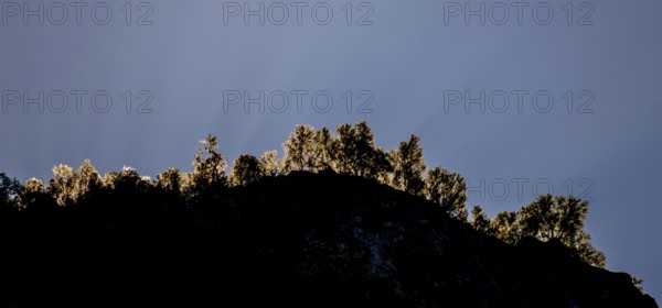 Tree row on mountain, river, Gudvangen, blue sky, Undredal, Sogn og Fjordane, Norway, Scandinavia,