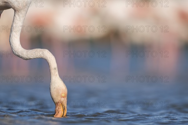 Greater Flamingo (Phoenicopterus roseus) standing in the water, portrait, Parc Naturel Regional de